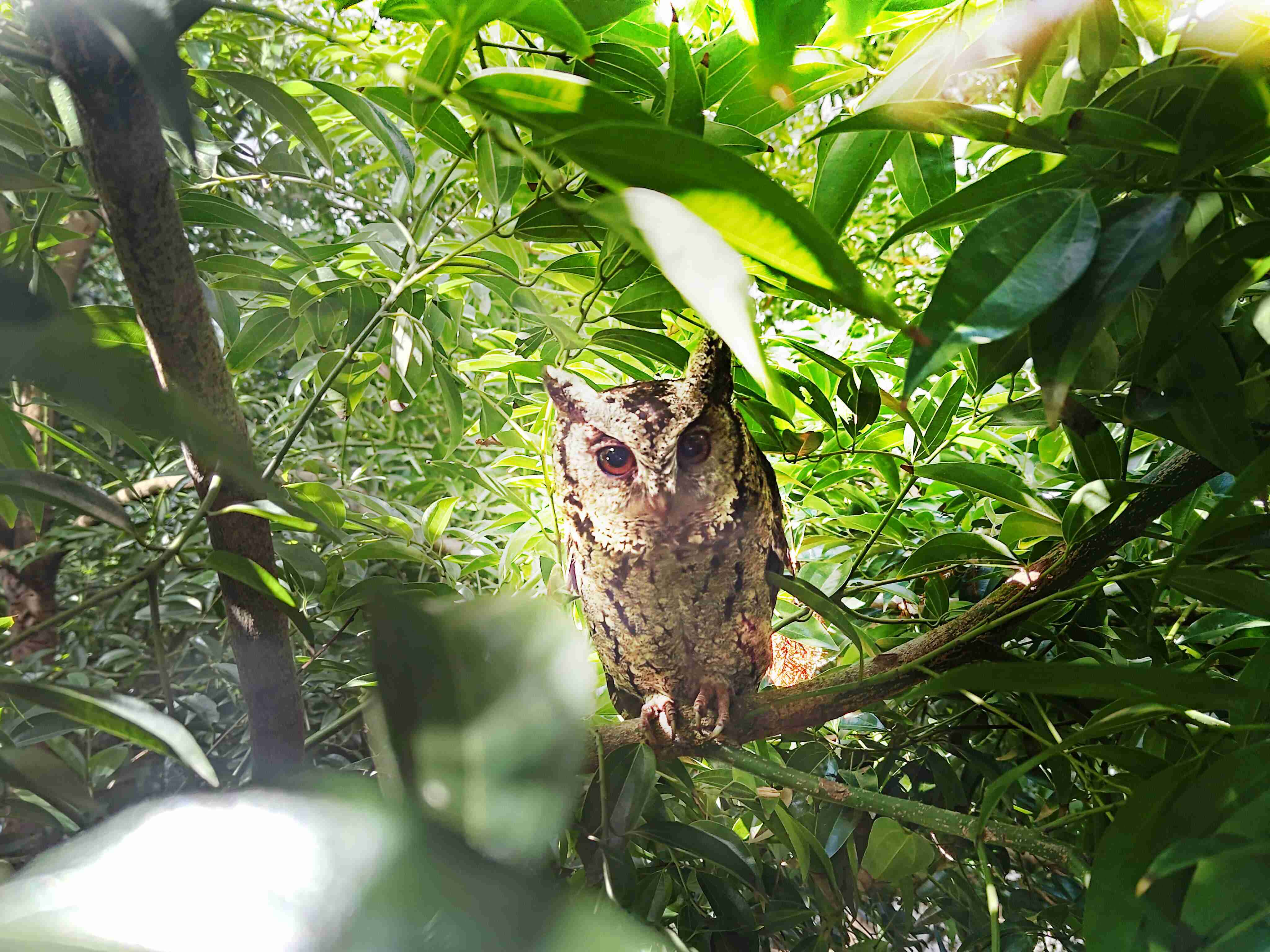 糖果派对致力提倡净零绿生活，，，16年以来在全球各厂区植树逾百万棵，，，造就各厂区树木蔚然成林，，犹如森林工厂，，，成为许多生物的栖息地